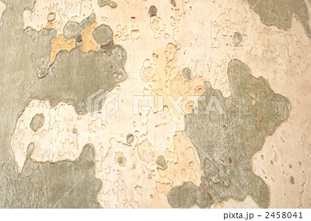 木の皮 テクスチャ 樹皮の写真素材