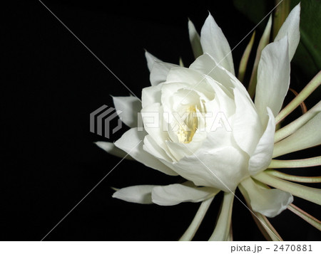 月下美人 黒背景 アップ 夜の写真素材