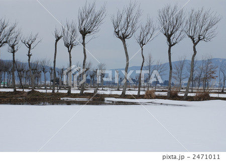 夏井のはざ木の写真素材