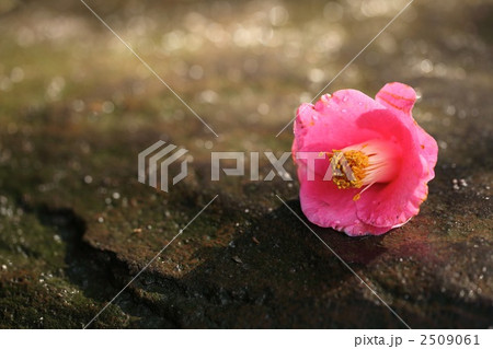 ツバキの花 椿の花 落ちる 落花の写真素材