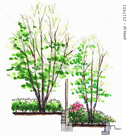 庭 スケッチ エクステリア 断面図 木のイラスト素材