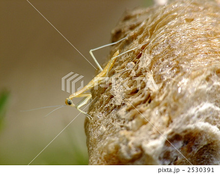 孵化したカマキリの一令幼虫の写真素材