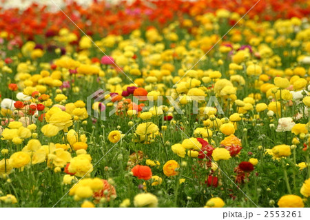 植物 花 ラナンキュラス 花畑の写真素材