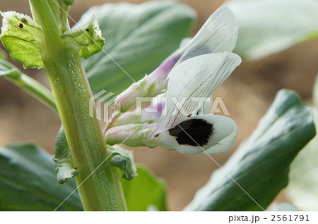 そら豆 ソラマメ そら豆の花 白い花の写真素材