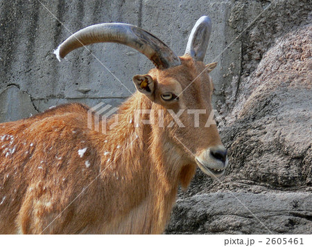 バーバリーシープ 哺乳類 動物園 天王寺動物園の写真素材