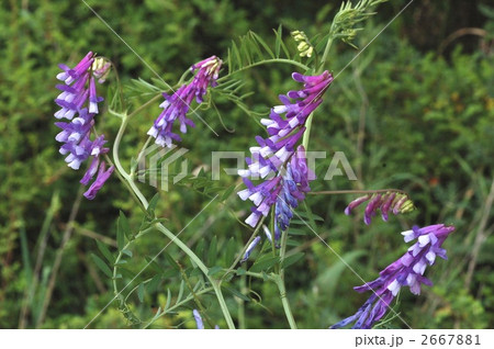 雑草 帰化植物 青紫色の花 ツル性植物の写真素材