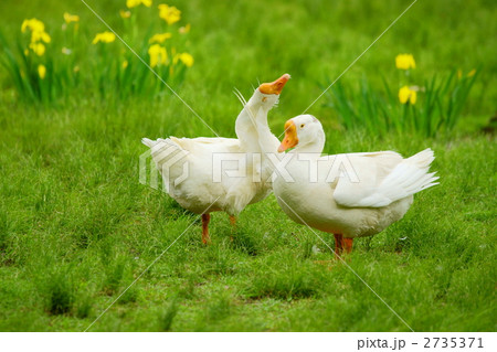 ガチョウ 鳥 毛づくろい グルーミングの写真素材