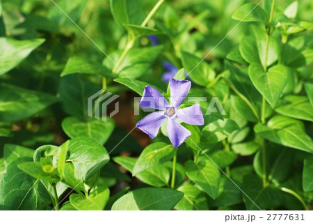 蔓桔梗の写真素材