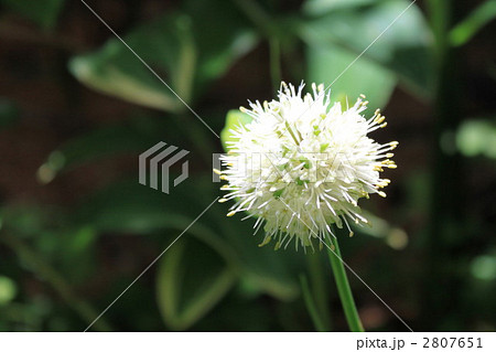 ギョウジャニンニクの花の写真素材