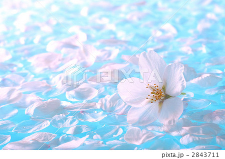 桜 水色 水面 一輪の写真素材