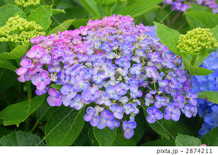 紫陽花　ウズ紫陽花　まずはコメントください。相談ページ 撮影した紫陽花いろいろ💠 今年は紫陽花の花つきが良くなくて