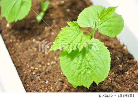 ゴーヤ苗 ニガウリ苗 ツルレイシ 土の写真素材