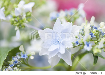 紫陽花・隅田の花火の写真素材 - PIXTA 紫陽花・隅田の花火の写真素材 - PIXTA