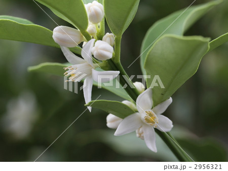 金柑の花 木の写真素材