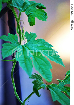 ゴーヤの苗の写真素材