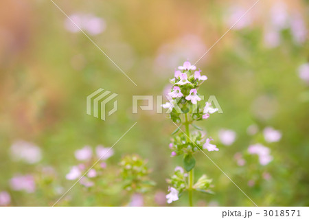 レモンタイム 花 ハーブ ピンクの花の写真素材