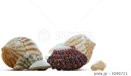 カズラ貝 巻貝の写真素材