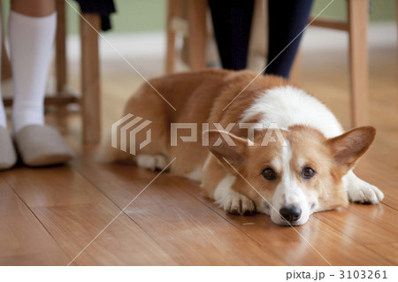 コーギー 犬 ペンブローク うつ伏せの写真素材