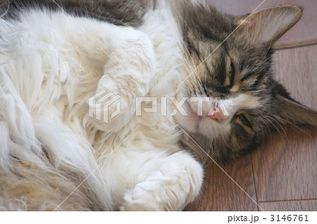猫 キジトラ メインクーン メイクーンの写真素材