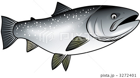 マス サクラマス 魚のイラスト素材 Pixta