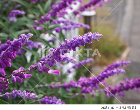 アメリカンブッシュセージの写真素材