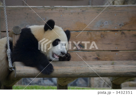 赤ちゃんパンダの写真素材