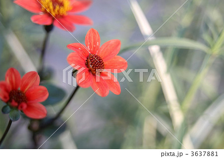 コンパクトダリア ファンタジーオレンジ 花 植物 多年草の写真素材