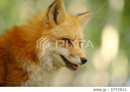 キツネ 顔 陸上動物 フォックスの写真素材