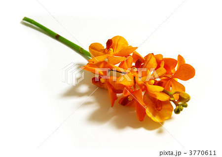 モカラの写真素材