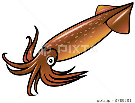 アカイカのイラスト素材