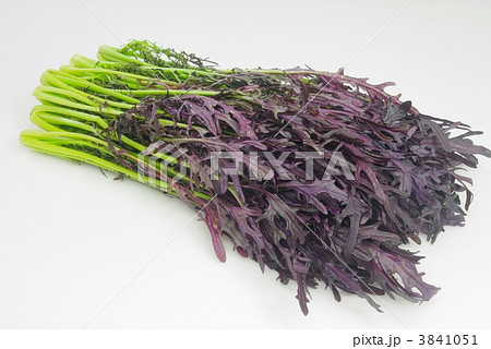 ミズナ 紫水菜 冬野菜 葉物野菜 紫色の写真素材