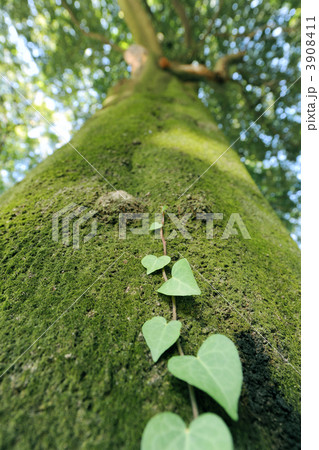 ツタ 木 葉 大木の写真素材 - PIXTA