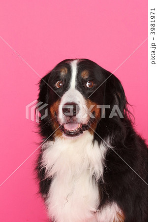 麻呂眉 大型犬の写真素材