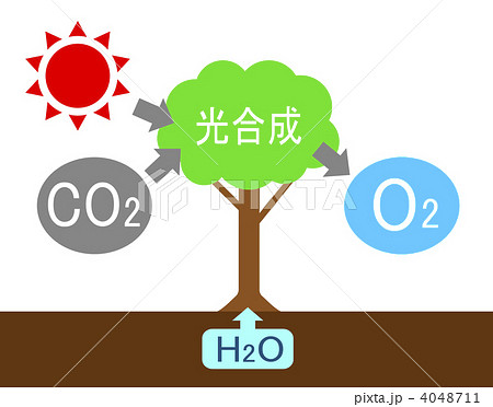 光合成 炭酸同化作用 木 酸素 緑色 名称 仕組み 二酸化炭素 図のイラスト素材 Pixta