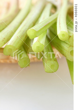 蕗 ふき 伝統野菜 日本原産の写真素材