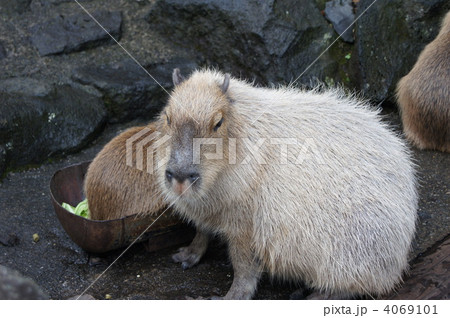 鬼天竺鼠の写真素材 - PIXTA