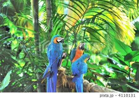 ルリコンゴウインコ コンゴウインコ属 鳥 インコの写真素材