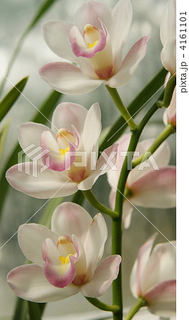 カトレア シンポジウム 植物 花の写真素材
