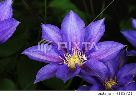 クレマチス 青色 紫色 生け花の写真素材