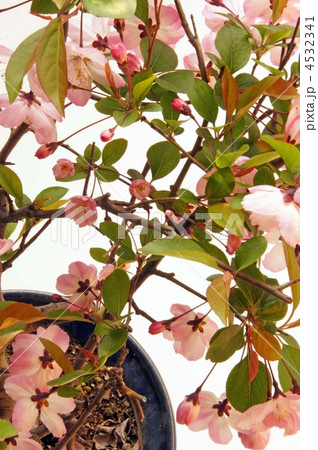 花海棠の鉢植えの写真素材