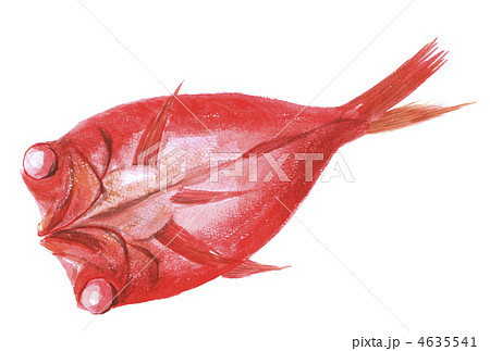 金目鯛 水彩画のイラスト素材 - PIXTA