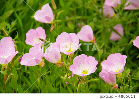 ピンクの花 昼咲き月見草 桃色の花 野に咲く花の写真素材
