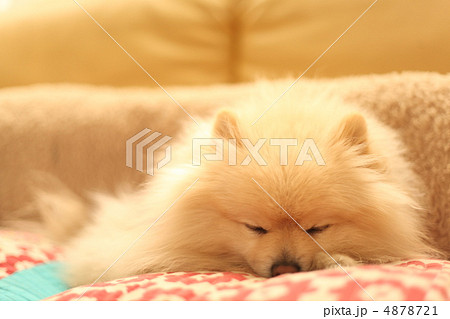 犬 寝てる クッション 可愛いの写真素材