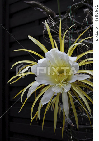 大きい サボテン 世界一 珍しい花の写真素材