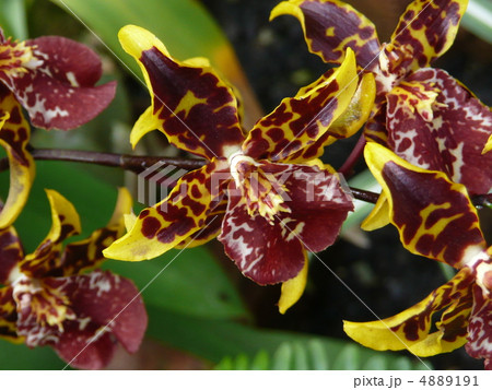 オドントグロッサムの写真素材