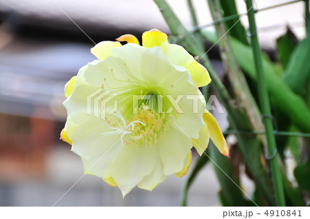 一夜限り 咲く 花 白の写真素材