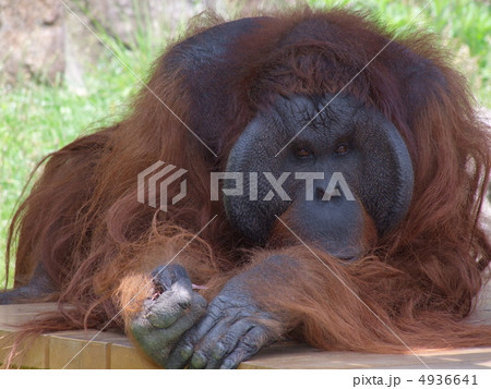 オラウータン ボルネオオラウータン 動物 ショウジョウの写真素材