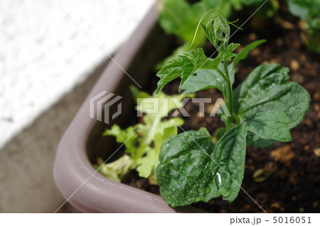 ゴーヤの苗の写真素材