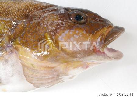 アブラコ アイナメ 顔 魚の写真素材