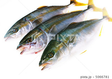 イナダ いなだ わかし 海水魚の写真素材